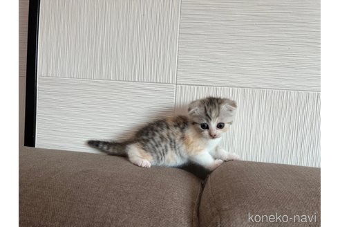 成約済の茨城県のスコティッシュフォールド(折れ耳)-95126の4枚目